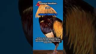 Gamefowl Bloodlines  Grey 2 Characteristics [upl. by Benkley481]