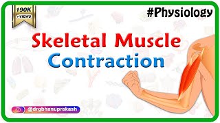 Skeletal muscle contraction  Muscle physiology Animations [upl. by Ile279]