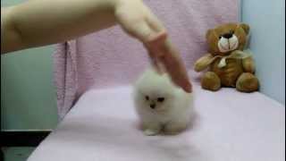 Micro teacup Pomeranian puppies for sale [upl. by Liane6]