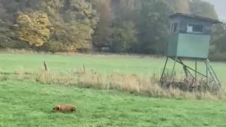 Dachshund tracking scent trail of wild boar in Germany  Excited dog on the hunt  Dackel  Teckel [upl. by Townie]