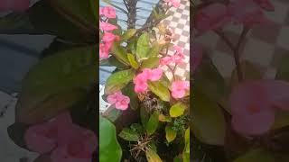 🥰Euphorbia milii shortvideo happinessgarden houseplants ♥️ [upl. by Sarina]