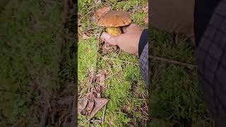 Boletus erythropustrendingshorts shortsyoutube nature [upl. by Redmond]