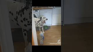 How My Dalmatian Barks When He Wants Me To Follow Him deafdalmatian deafawareness danny [upl. by Hassadah593]