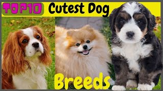 Top 10 Cutest Dog Breeds in The World  10 Cutest Dog [upl. by Mar]