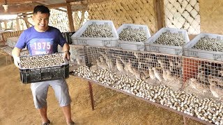 QUAIL FARMING Producing and collecting THOUSANDS of eggs everyday [upl. by Ticknor]