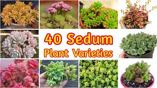 Sedum Plant Varieties You Can Grow Easily  40 Sedum Plant Types with Name  Identify your Sedum [upl. by Rratsal]