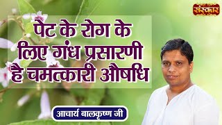 पेट के रोग के लिए गंध प्रसारणी है चमत्कारी औषधि  Stomach Medicine  Acharya Balkrishna Ji [upl. by Esilegna]