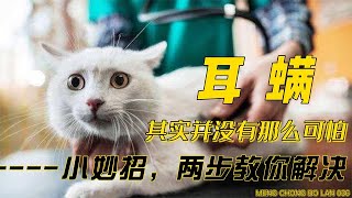 耳螨，其实并没有那么可怕！小妙招：两步教你解决耳螨！ [upl. by Assirat]