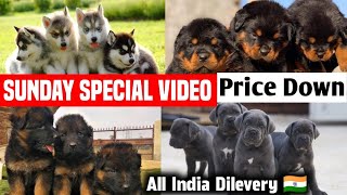 Z Black Great Dane Puppy For Sale  Ear Cropped Cane Corso  Wolly Coat Huskies  Delhi NCR Market [upl. by Nort906]