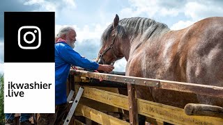 Ardenner trekpaard in dorsmachine in Aux Marais  Draft Horses in threshing machine 4 Instagram [upl. by Simonette]