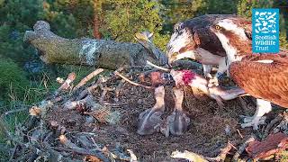 Male Osprey Delivers a Whopper  Loch of the Lowes Osprey Webcam 2023 [upl. by Ahsikad]