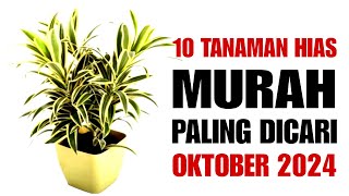 10 Tanaman Hias Murah Paling Dicari di Bulan Oktober 2024 [upl. by Ydnal]