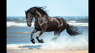 Horse rolling in sand [upl. by Earased]