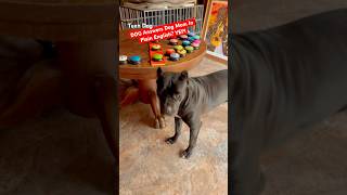 📣 My Cane Corso Says quotMOMMYquot in ENGLISH You’ll LOVE What She Says Next shorts talkingdog [upl. by Enayr]