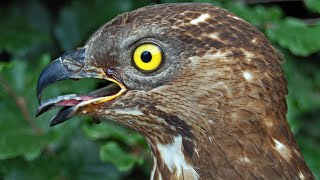 Wanneer een buizerd geen buizerd is maar een wespendief [upl. by Iggem]