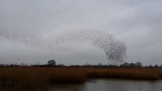 Starlings on Otmoor [upl. by Calder]