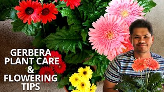 Gerbera Plant Care and Flowering Tips  Tips to Avoid Fungal Attack [upl. by Gilliette603]