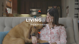 ALL ABOUT LIVING WITH BLOODHOUNDS [upl. by Kilk]