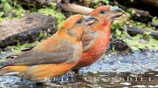 Red crossbill flock of birds drinks water [upl. by Marchelle]