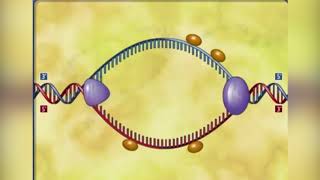 Prokaryotic DNA Replication Ms R RAMESHWARI [upl. by Pickett]