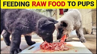 HUGE Shepherd Puppies Eating RAW Food  Lycan Shepherd Project [upl. by Ahsenak]