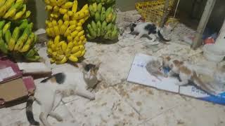 Male cat wants play with kitten by force 😠 animals farming baby cat youtube cats [upl. by Natlus]