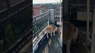 Scooby dont cares about cats 🐱 ll Beagle world doglover beagleworld rabbithunting scoobypanel [upl. by Nissie]