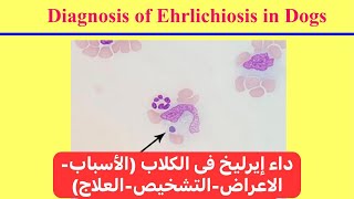 داء إيرليخ فى الكلاب الأسبابالاعراضالتشخيصالعلاج Ehrlichiosis in Dogs [upl. by Nanaek]