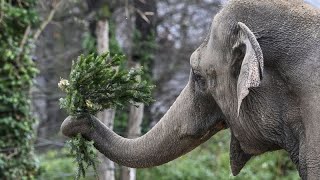 Animais do Jardim Zoológico de Berlim recebem iguaria para encerrar a quadra árvores de Natal [upl. by Dnivra557]