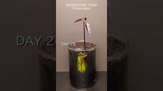 Growing Mango Tree from seed plants timelapse mango [upl. by Abate]