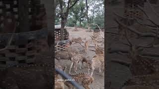 Sarnath Varanasi me hai¥ [upl. by Eissac]