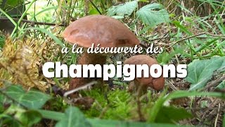 Les champignons comestibles [upl. by Cyndie]