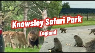 Shining a Light on knowsley safari park england  England  UK  Safari Park  AR Travelers [upl. by Nivlad]