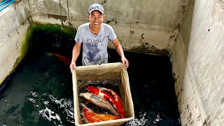 Crayfish at Ornamental Fish Breeding Kaya Kumita ng 150200K per Month [upl. by Ameerak896]