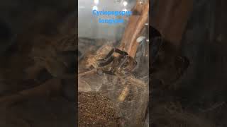 Cyriopagopus longipes female Cambodian Blue Tarantula [upl. by Nillok162]