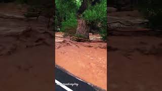 Southwest Utah Dangerous Flash Flood  Santa Clara River Gunlock shorts [upl. by Werdma]