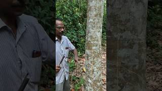 ആദ്യ ടാപ്പിംഗ് new rubber tree [upl. by Keene]