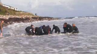 False Killer Whales beached in Kommetjie Cape Town [upl. by Nrublim618]