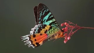 Exploring the Enigmatic Beauty of the Sunset Moth [upl. by Yatnod84]