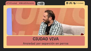 Ciudad Viva  Cómo pevenir los problemas de comportamiento de los perros [upl. by Aissert]