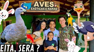 Aves Exóticas e Raras  Ganso Cereopsis  filhote de avestruz  Quem é o Koji   Aves Recriar [upl. by Kcirdek791]