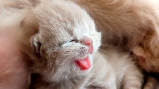 Newborn kittens fight for mother cats milk [upl. by Sirmons]