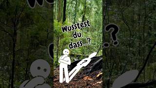 Die Kommunikation der Bäume 🌲🧪🌳 shorts natur bäume [upl. by Lizabeth]