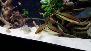 Geophagus Altifrons amp Winemilleri feeding [upl. by Albin]