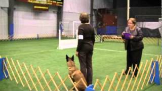 Fever Malinois Open obedience [upl. by Ehrenberg]