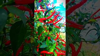 Chillies garden methods and fresh chilli gardening plants satisfying farmlife chili chillies [upl. by Enelie]