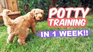 HOW TO Potty Train Your Puppy FAST 🐶 10 week old puppy trained in 1 WEEK [upl. by Negyam986]