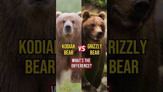 Kodiak bear vs Grizzly bear whats the difference kodiakbear grizzlybear kodiak different bear [upl. by Fleisher287]