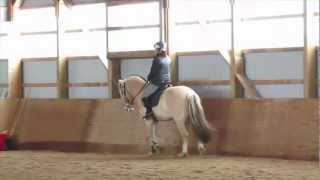 Alix Fjord Horse  Learning his Lateral Work [upl. by Anny]