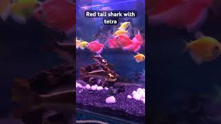 Red tail shark with tetra fish viralvideo viralshorts trending like subscribe petcare foryou [upl. by Emmey257]